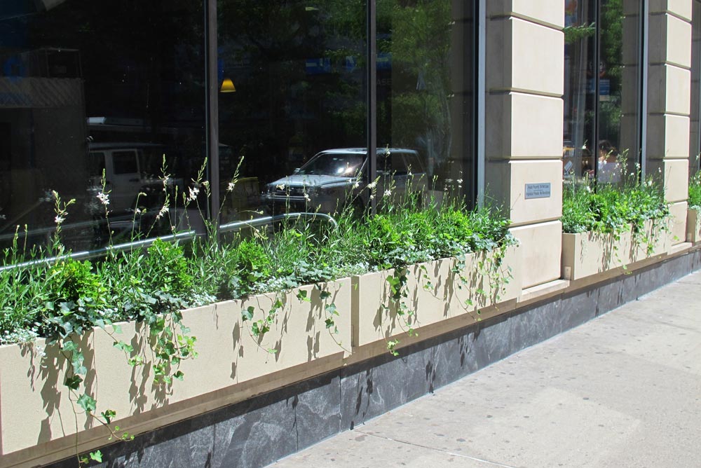 Commercial Window Display Summer Planting